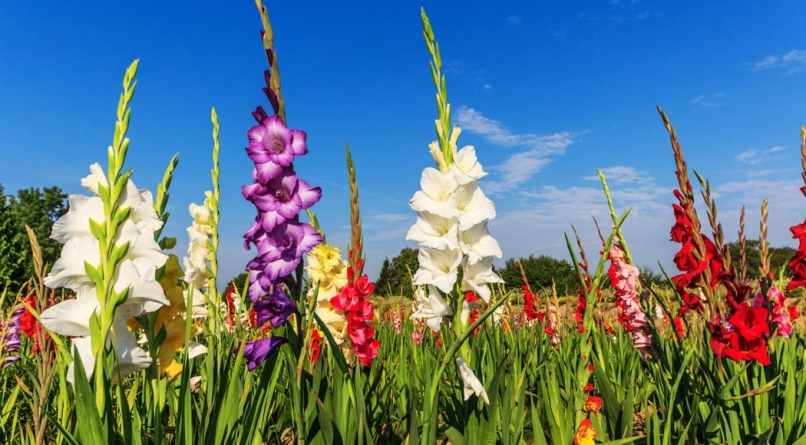 Multicolored-gladiolus-flowers-1050x580-806x445.jpg