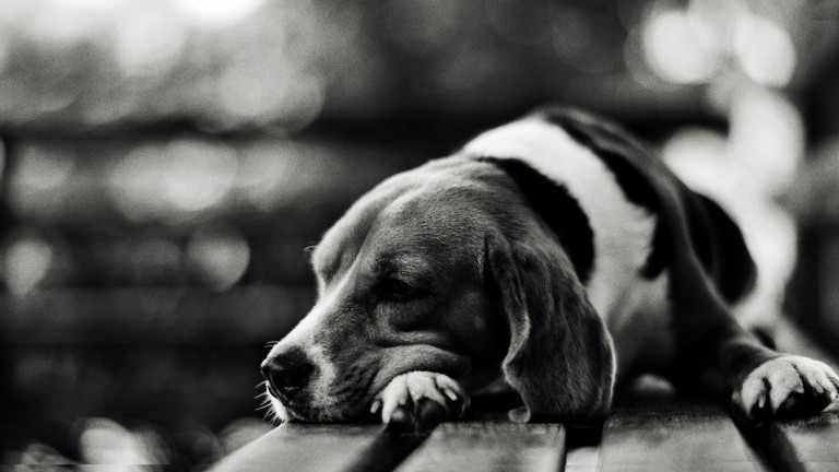 sad-black-and-white-dog-widescreen-high-definition-wallpaper-download-dog-pictures-free-dog-eye-hd-download-1920x1080-768x432.jpg