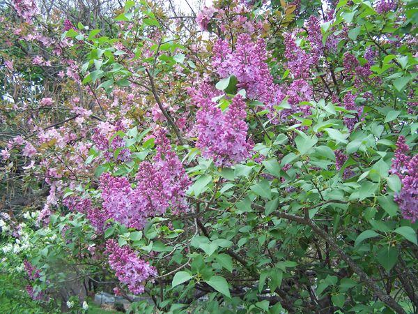 East lilacs1 crop May 2018.jpg