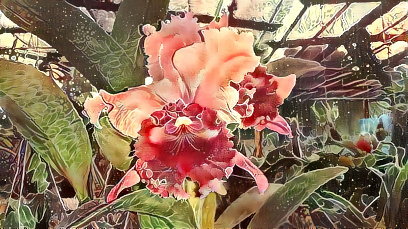 orquidea2.jpg