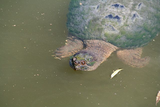 Common_snapping_turtle.jpg