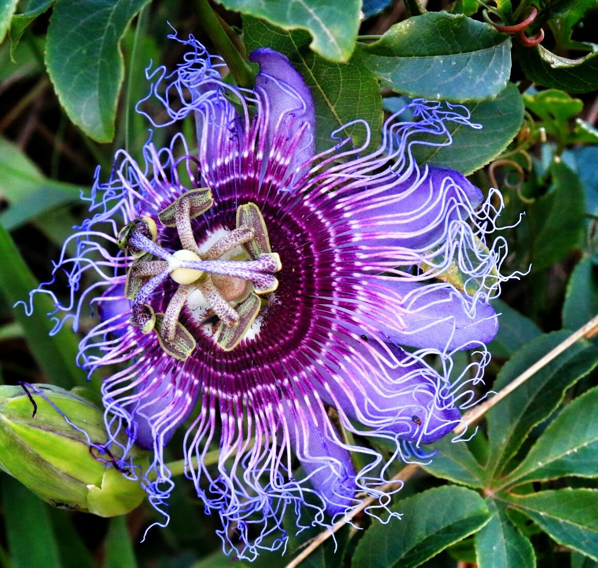 Flor_Maracujá_chapada_diamantina.jpeg