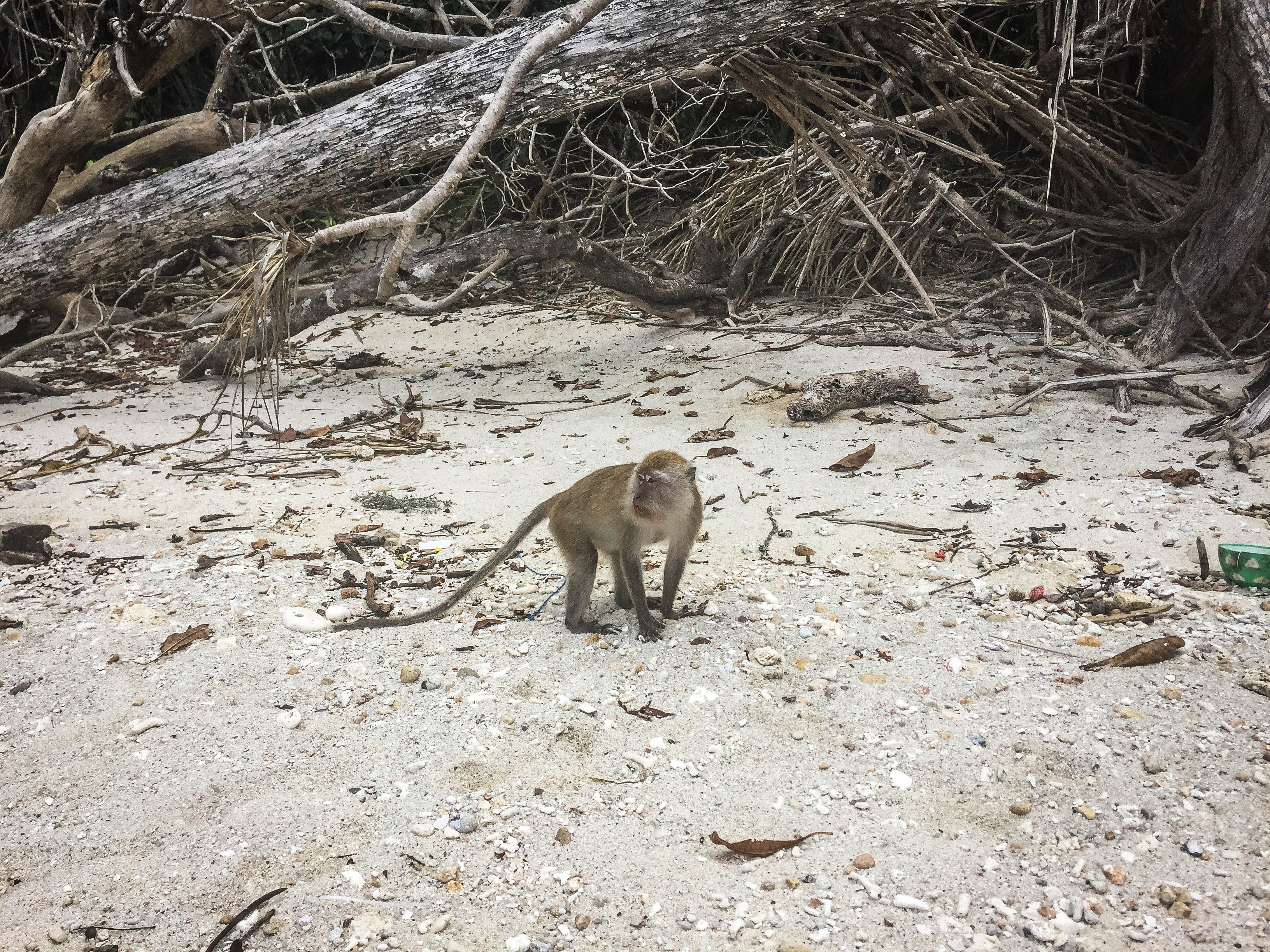 Koh Lipe-40.jpg