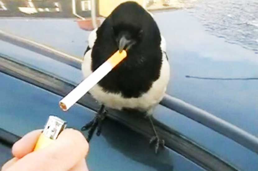 bird smoking cigarette the sparrow bird will quit cigarettes — Steemit