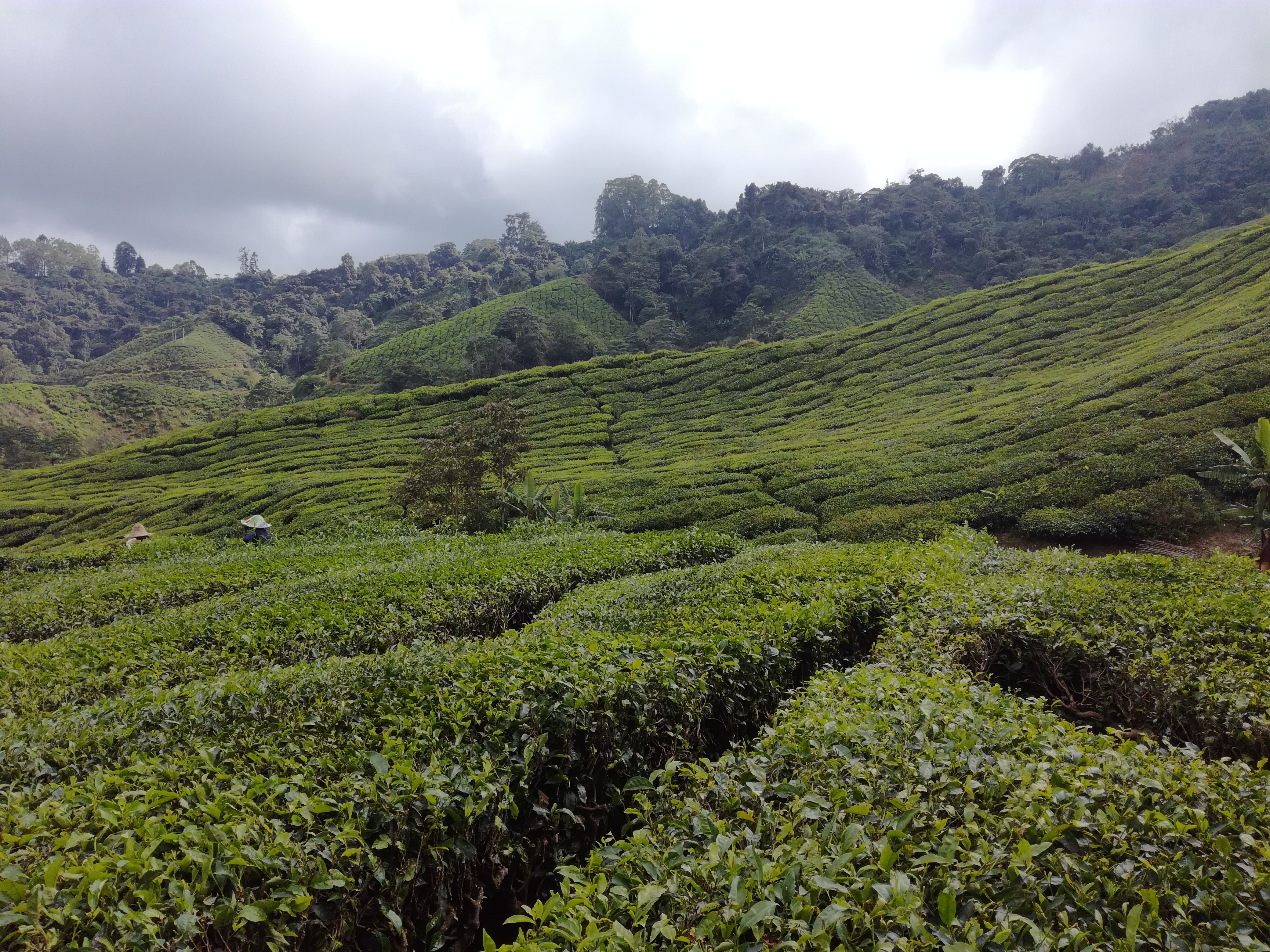 Boh Tea Plantation - Cameron Highland — Steemit