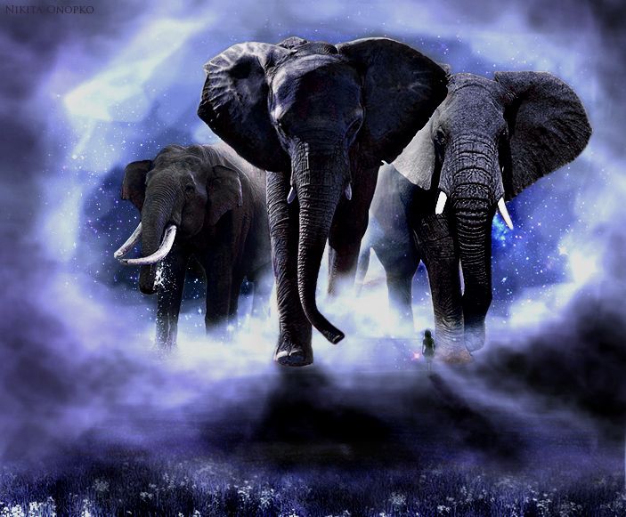 Elephants9.jpg