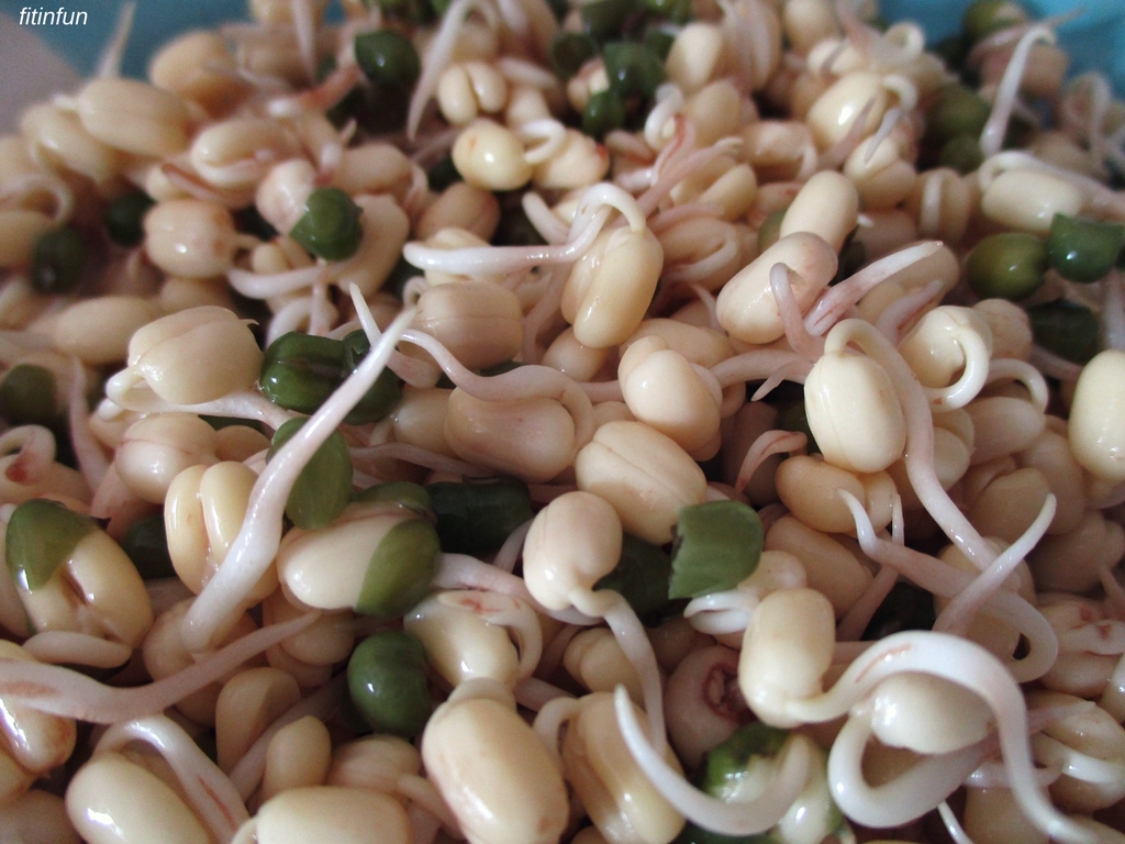 sprouting Mung Beans after 48 hours daily food photography fitinfun.jpg