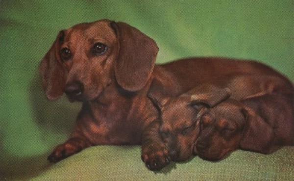 dachshund_with_two_pups-e1277156038662.jpg