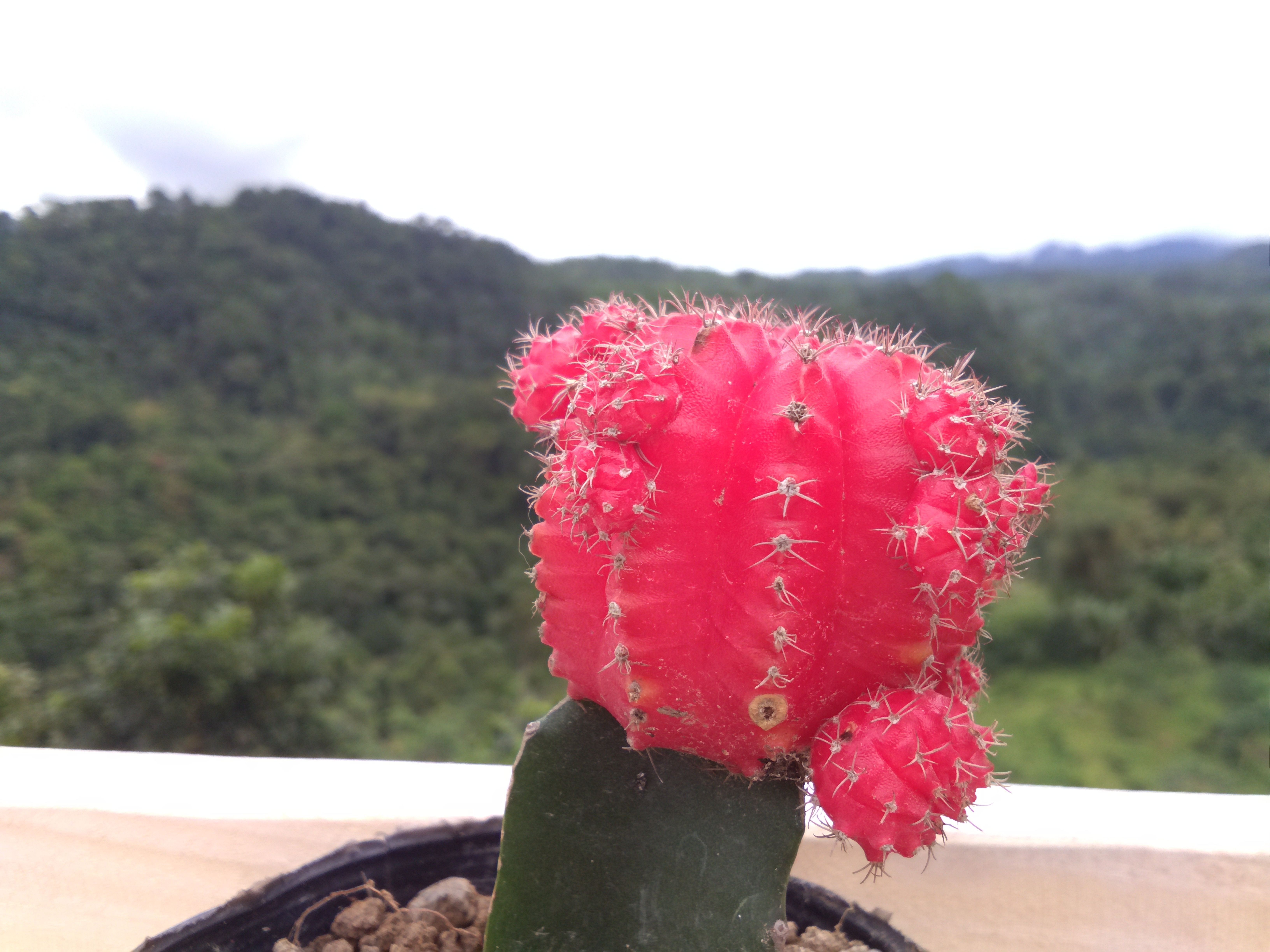 Red Top Cactus Steemit Red Top Cactus