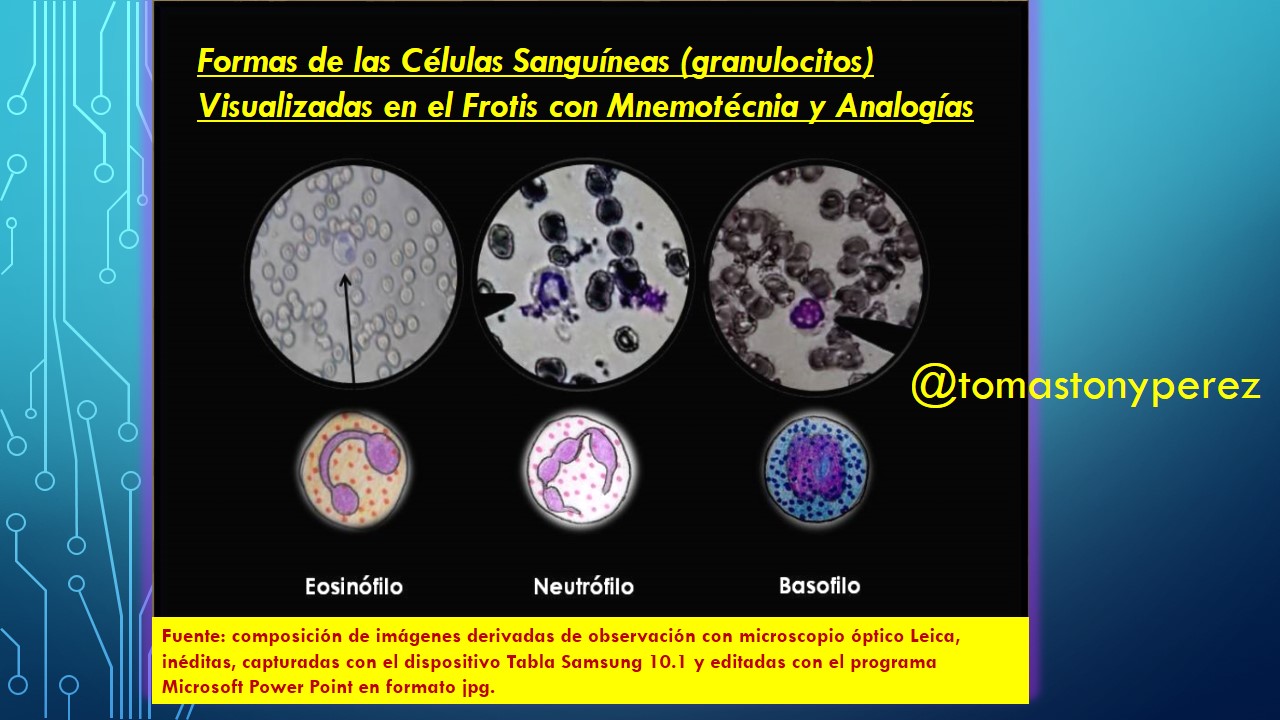 Observacion_GRANULOCITOS_Mnemotecnia.JPG