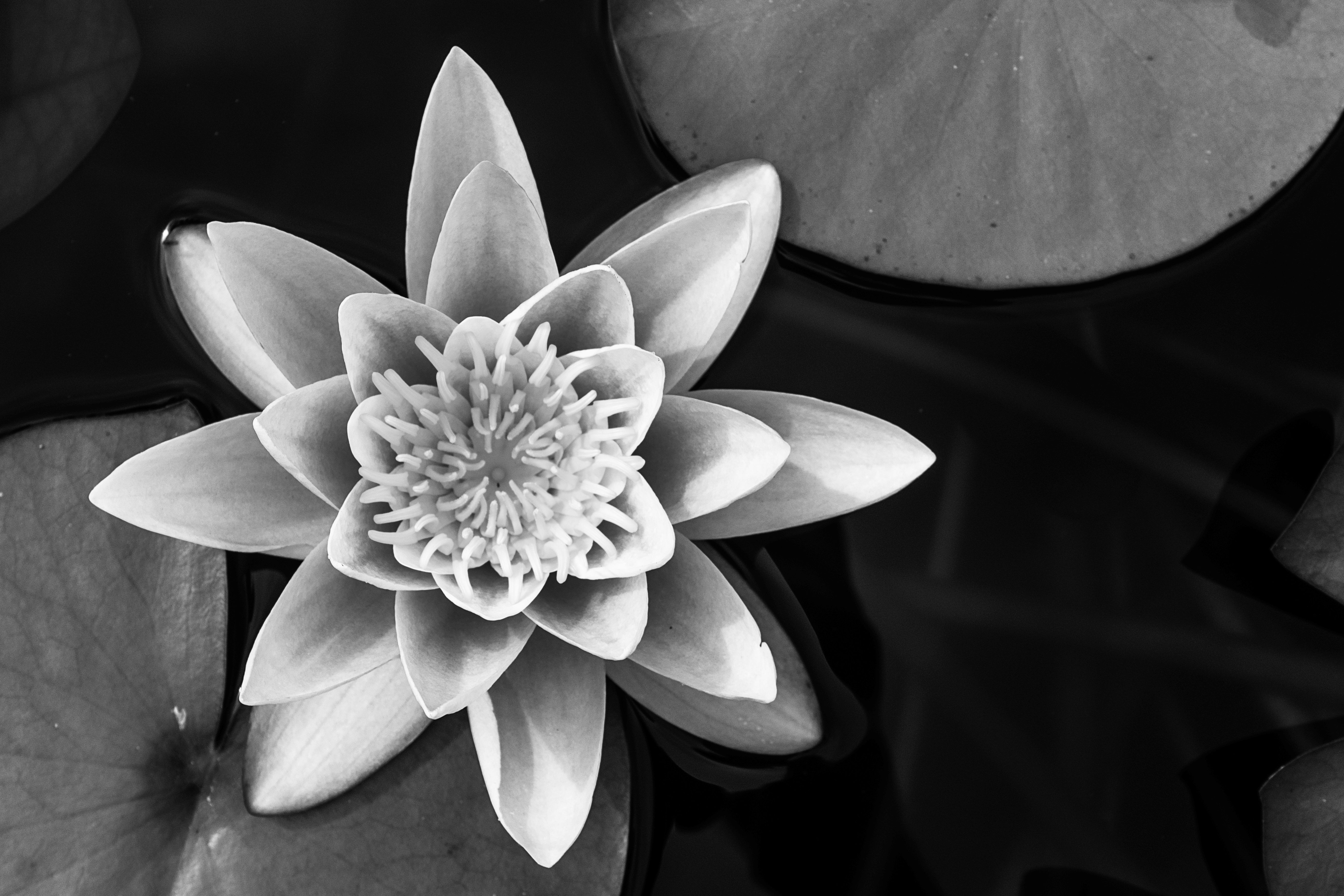 Flowers 2_10bw.jpg