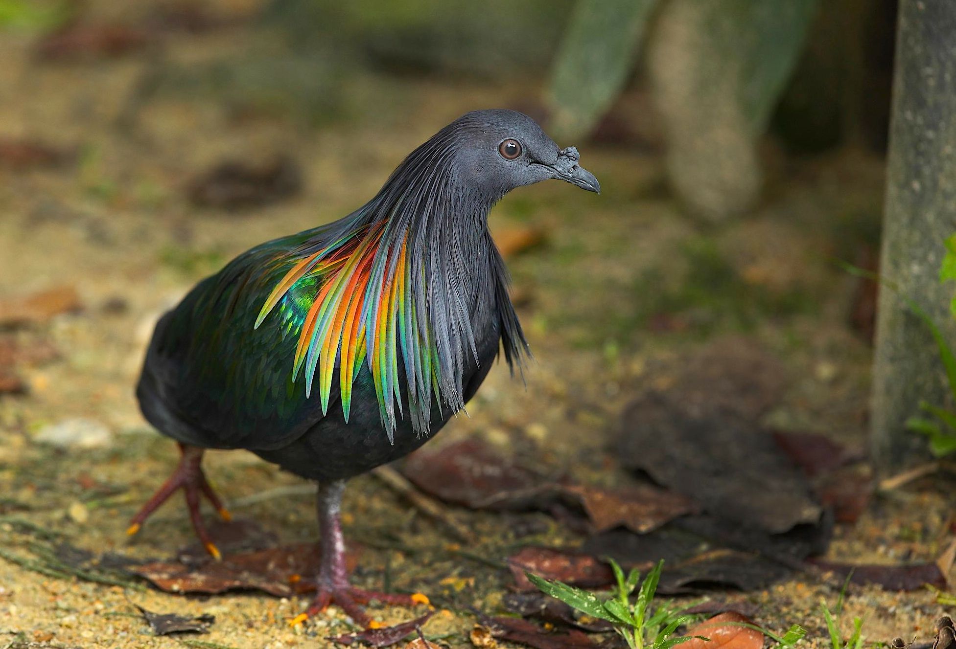 Nicobar-Pigeon-Wallpapers-3 (1).jpg