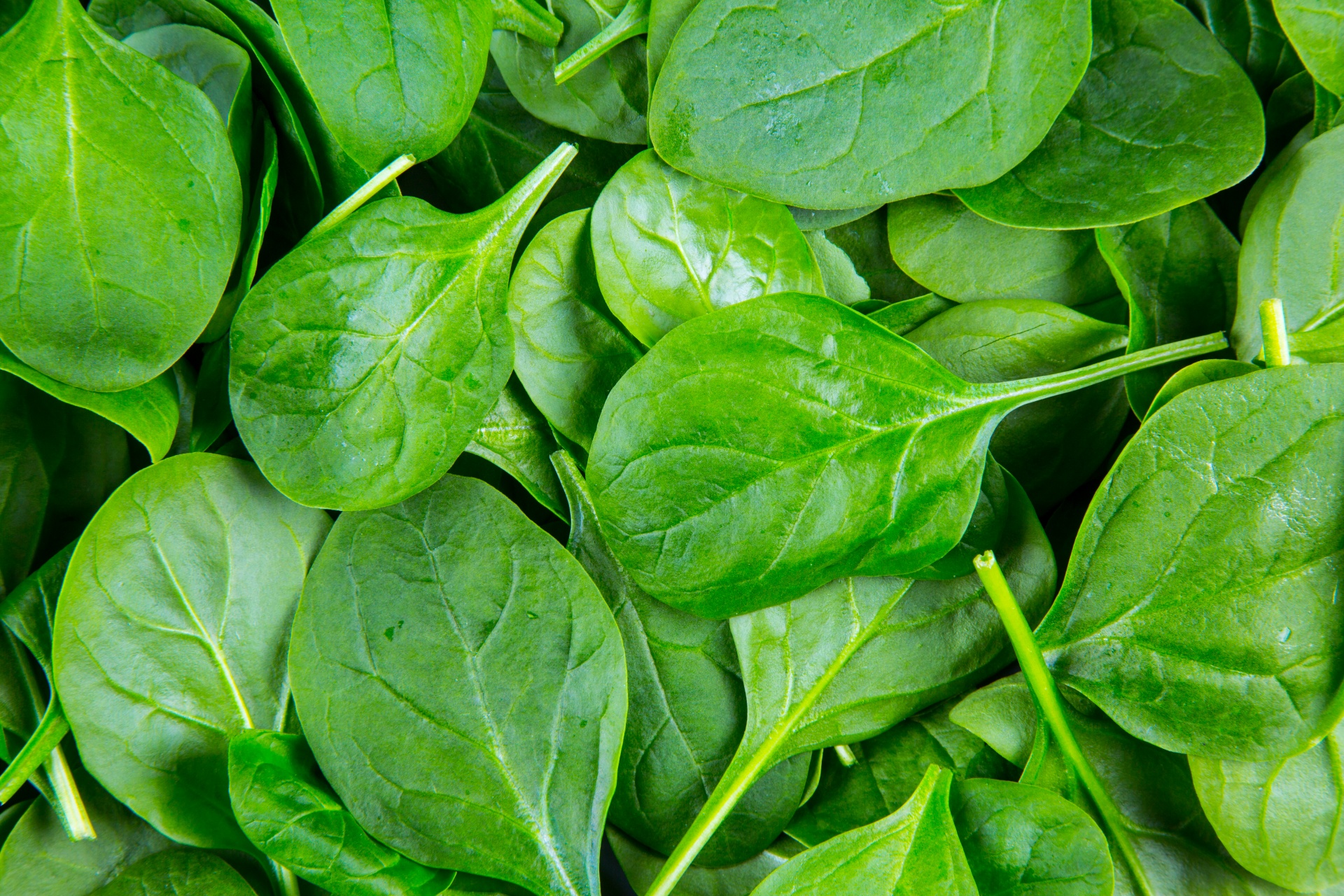 spinach-leaves-1461774375kTU.jpg