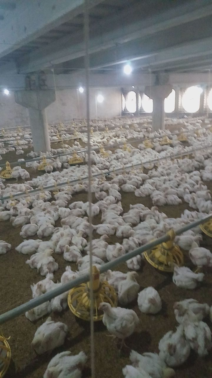 poultry control shed 1.jpg