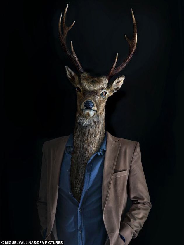 el venado elegante.jpg