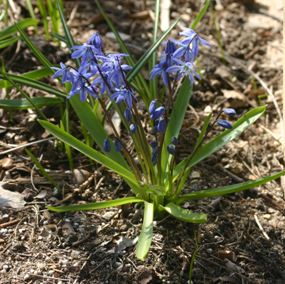 siberian_squill.png
