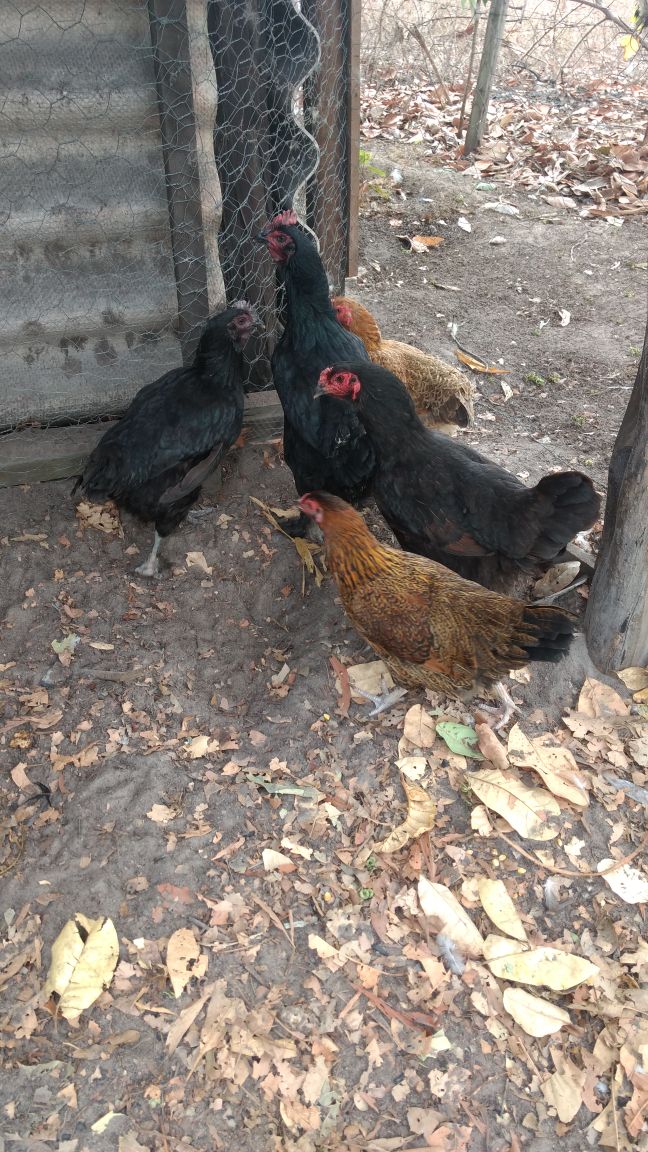 gallinas.JPG