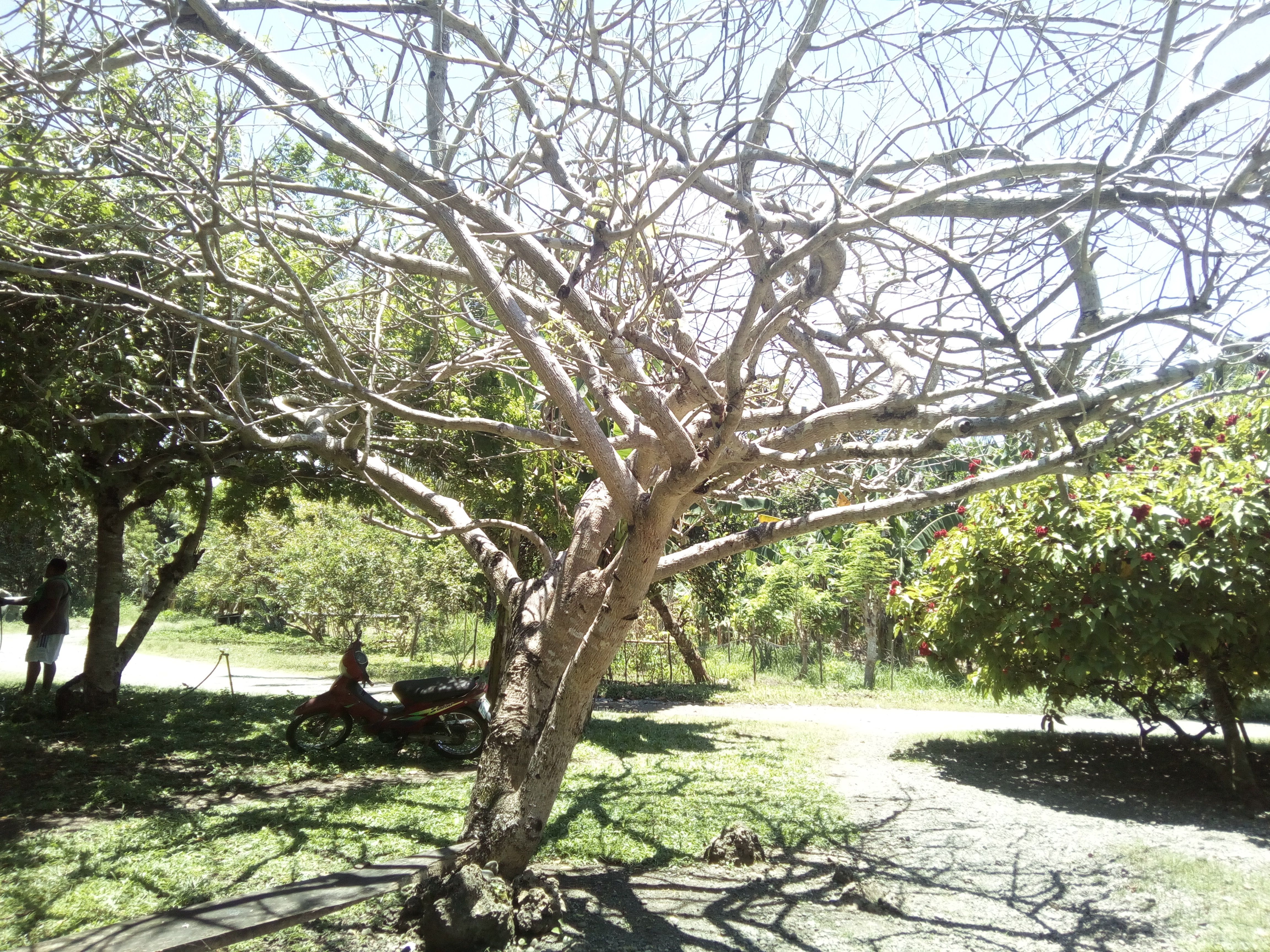 tree.jpg