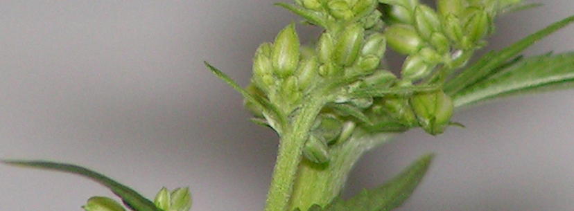 male-cannabis-plant.jpg
