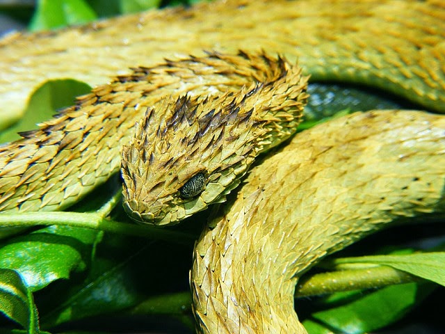 Atheris hispida — Steemit