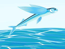 flying-fish.jpg