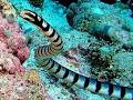 ular laut belcher.jpg