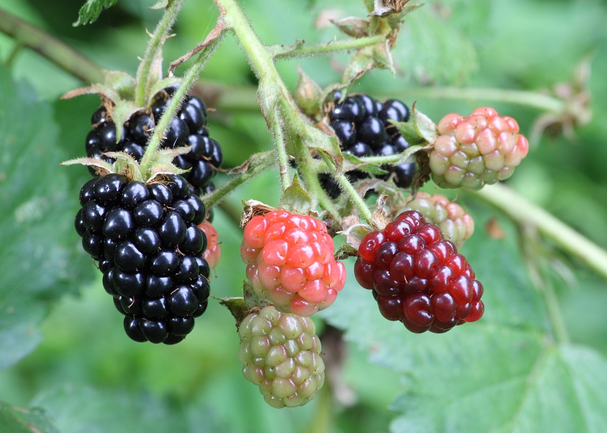 1200px-Ripe,_ripening,_and_green_blackberries.jpg