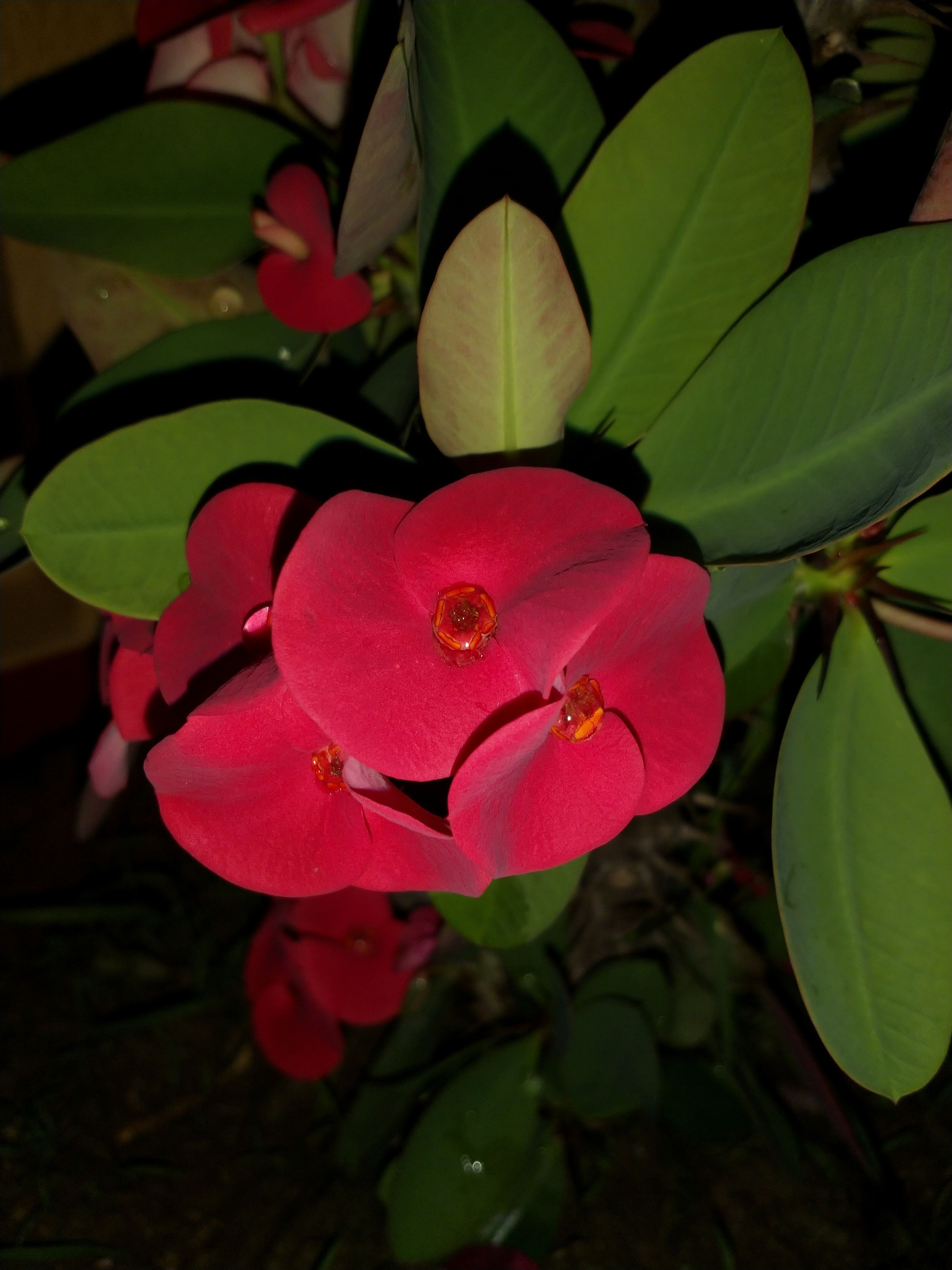 IMG_20180407_225448.jpg