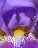 Iris 127X160.jpg