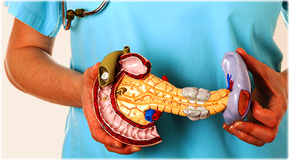 getty_rf_photo_of_pancreas_model.jpg