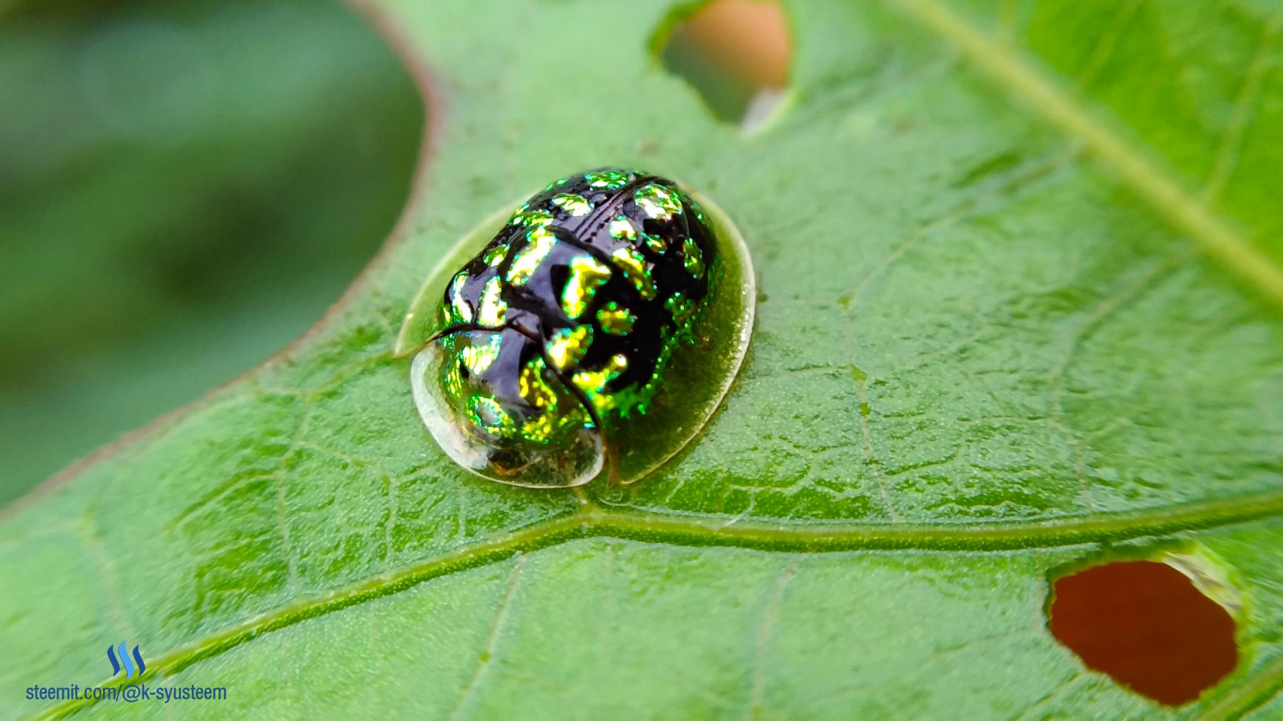 green tortoise beetle