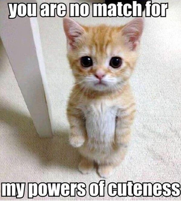 CUTE CAT MEMES,FUNNY CATS PICTURES — Steemit