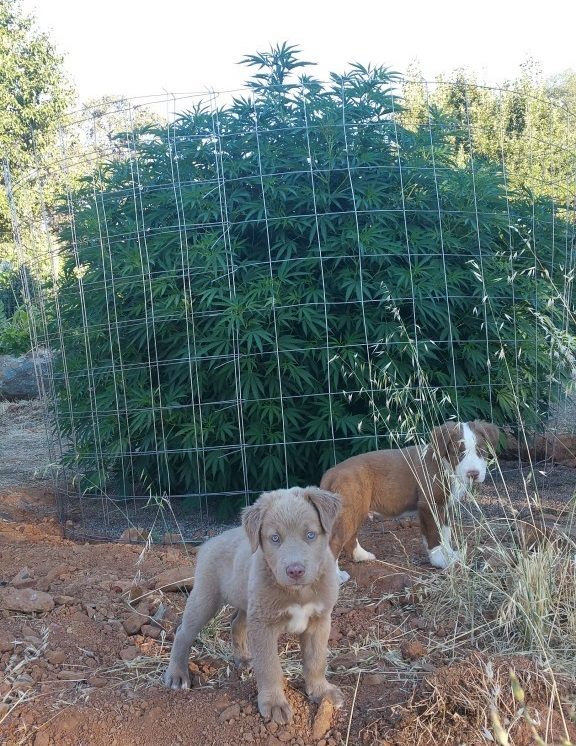 pups_weed.jpg