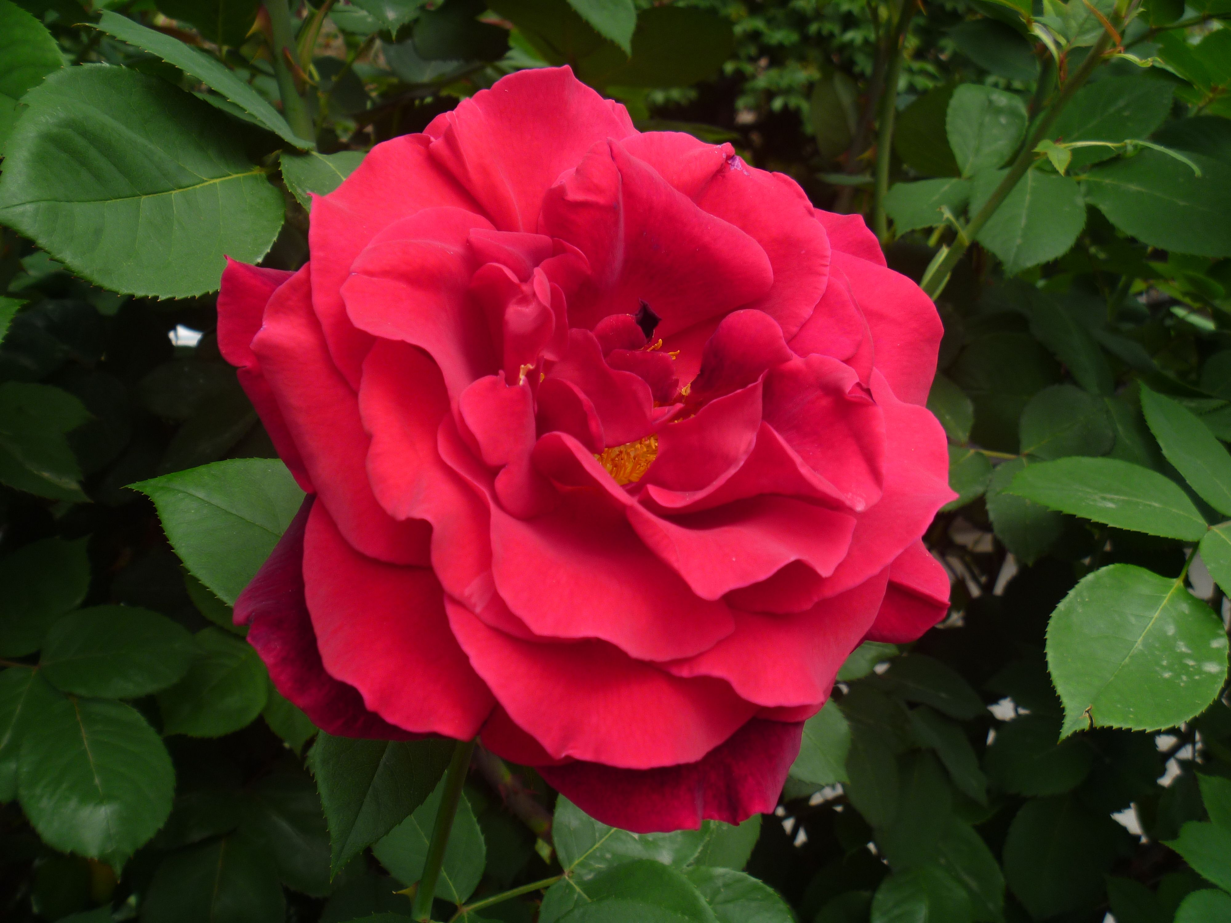 (253) Rosa bulgara.JPG