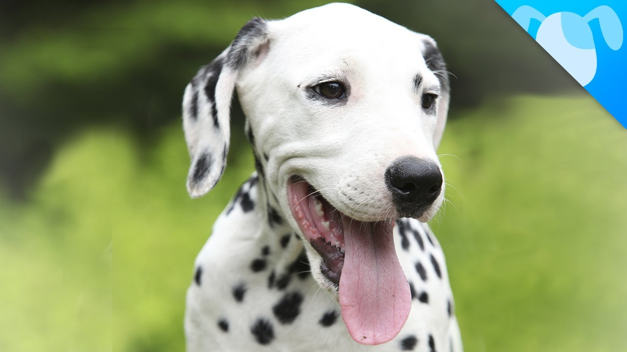 dalmatian.jpg