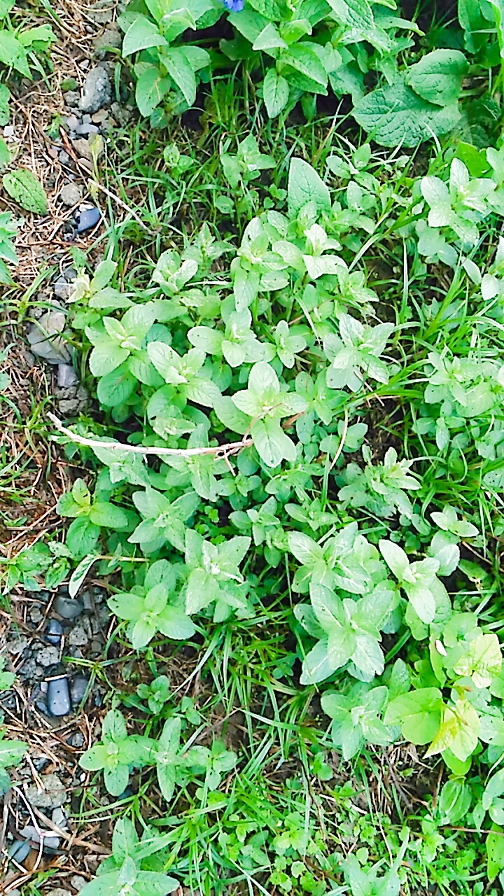 IMG-20180405-WA0018.jpg