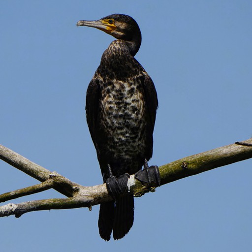 CoRMoRaNT2-signed.jpg