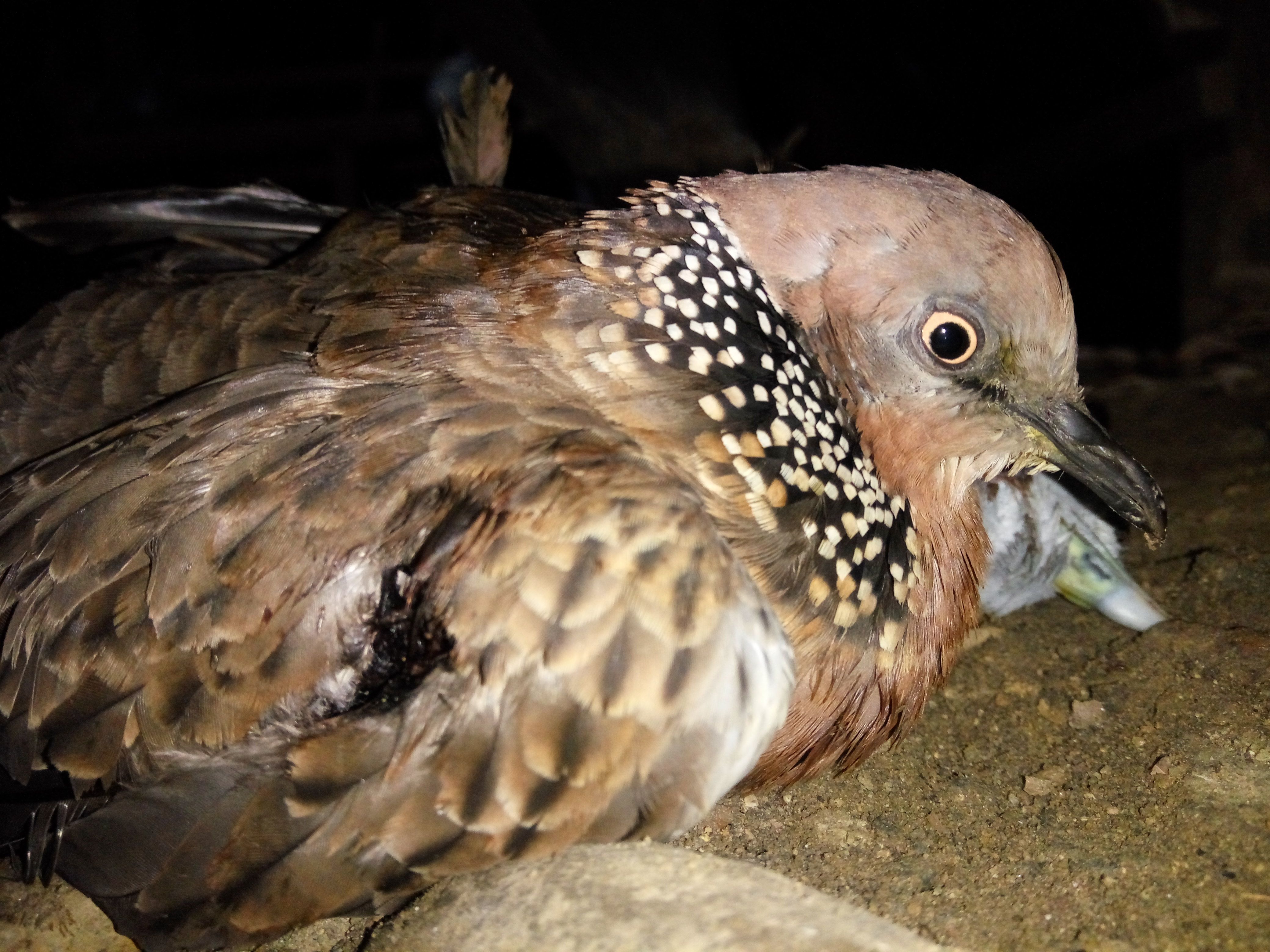 Manfaat Daging Merpati Sangat Baik Untuk Kesehatan Steemkr