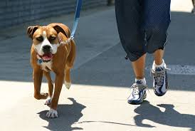 walk a pet.jpg