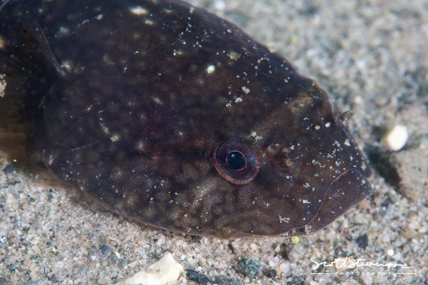 Northern Clingfish-2.jpg