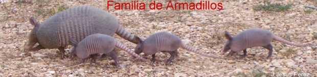 Familia_de_Armadillos.jpg