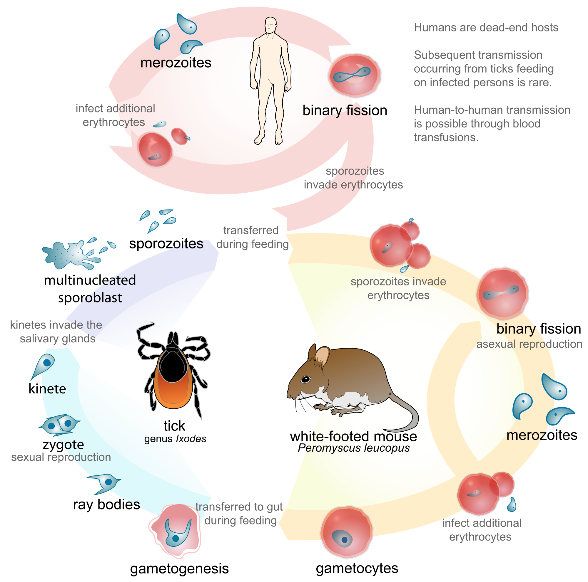 2000px-Babesia_life_cycle_human_en.svg.png