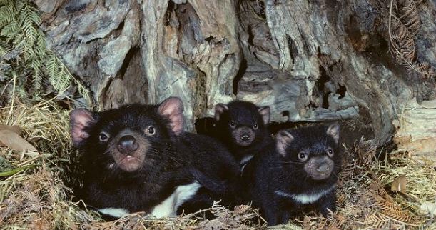 baby tasmanian devils.JPG