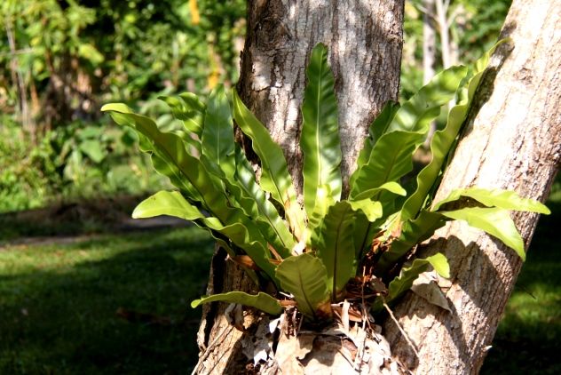 Birdnest fern (Asplenium nidus).jpg