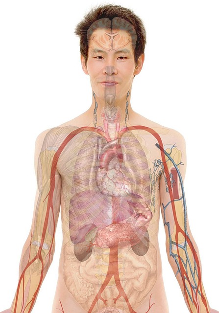 anatomy-254129_640.jpg