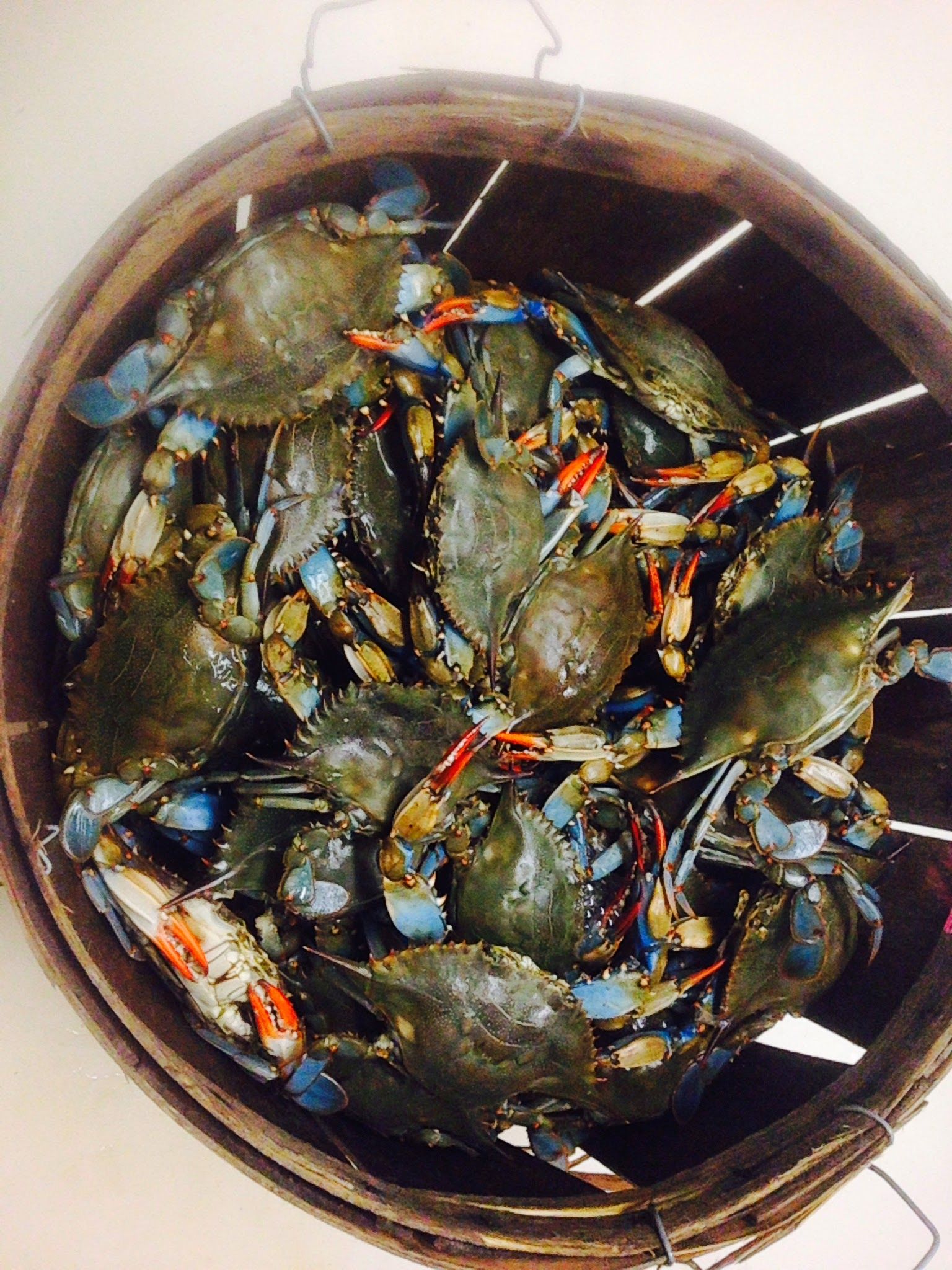 Female Crabs 2.JPG