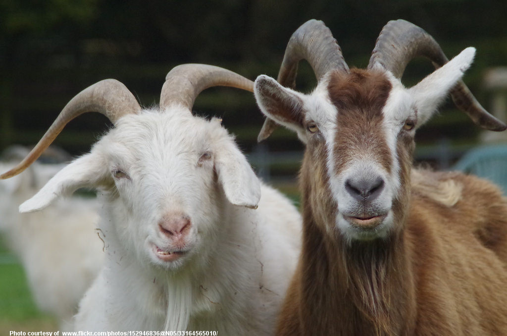 CapGoats-002-010118.jpg