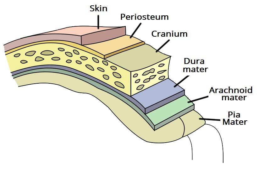 Overview-of-the-Meninges-of-the-Brain.jpg