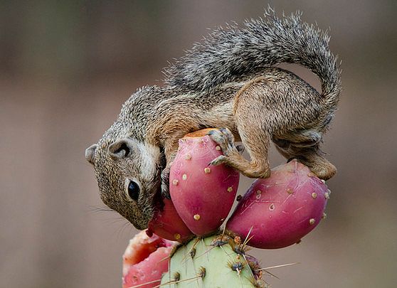 ground squirrel and prickly pear.jpg