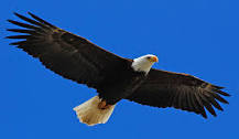 eagle_pic.jpg